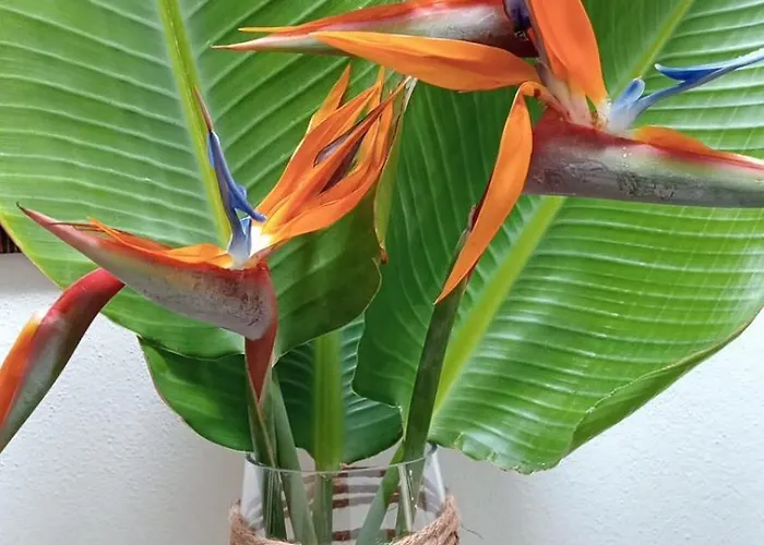 Villa Casa Strelitzia Nazaret