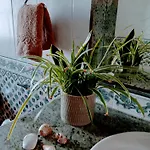 Casa Strelitzia 别墅 Nazaret