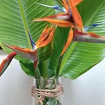 别墅 Casa Strelitzia Nazaret