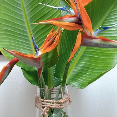 Villa Casa Strelitzia Nazaret